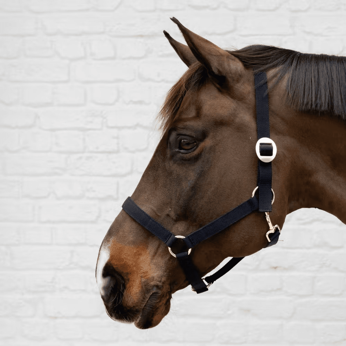 Kentucky Nylon Halter