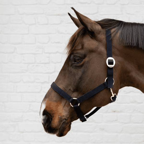 Hovedbilde Kentucky Nylon Halter