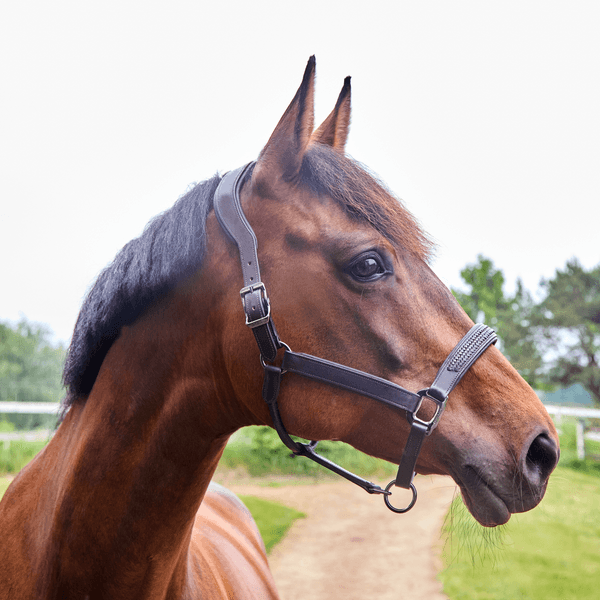Hovedbilde Kingsland Neville Leather Halter